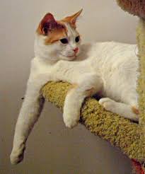 Panax Panaks Kibarl Panax Http Ginsengpanax Net