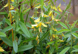 Image result for Crotalaria parvula