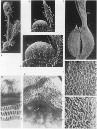 Image result for Otiophora