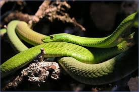 Die giftigsten arten im überblick, regeln, verhaltensweisen & mehr! Schlangen Reptilien Sudafrika