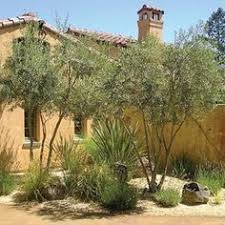 Olive Trees Tuscan Landscape Design Plants Options Of Tuscan Landscape Design Plants In Land Olive Trees Landscape Landscape Design Mediterranean Landscaping