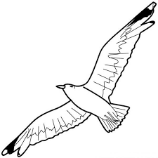 Use this lesson in your classroom, homeschooling curriculum or just as a fun kids activity that you as a parent can do. 21 Seagull Coloring Pages Ideas Coloring Pages Seagull Coloring Pictures
