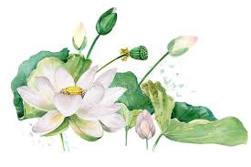 Maybe you would like to learn more about one of these? White Lotus Watercolor Botanical Illustration Stock Illustration Illustration Of Isolated Buddhism 172986839