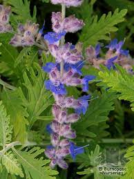 Perovskia blue spire £14.99 verbena bonariensis £15.99. Perovskia Atriplicifolia Blue Spire From Burncoose Nurseries