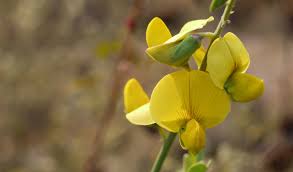 Image result for Crotalaria pudica