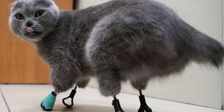 This Hero Cat Is Surviving And Thriving With 3d Printed Titanium Limbs Popular Mechanics In 2020 Popular Mechanics Mechanical Workshop Storage Furniture Design