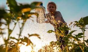 The water went around the soil another thing to keep in mind is that the amount of water your little green baby needs depends on its size. When To Start Watering Garden Plants In Spring The Best Time Of Day To Water Flowers Express Co Uk