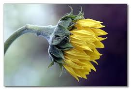 صورة وردة صفراء للزينة Photo Hd Photo Flowers