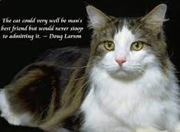 Writer, actor, comedian, doer of good works, excellent good friend to the famous and not, fry lives in his london sw1 flat and his norfolk house when not traveling. Kitten Friendship Quotes Quotesgram