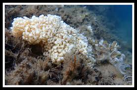 Image result for Micractis bojeri