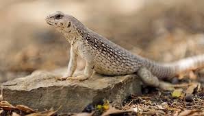 The nine hallmarks of a good pet. Which Pet Lizards Don T Eat Bugs Or Live Food Pet Lizard Care Guides