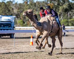 Find and compare camel safaris in medina of marrakech. Tara Festival Of Culture Camel Races Culture Camels Camping