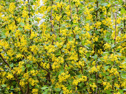 Alpine currants are not suited for growing in containers and are happiest when planted in the ground. Golden Currant Care Growing Watering Flowering Propagation Plant Index