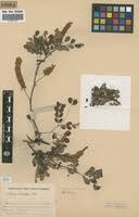Image result for Acacia welwitschii
