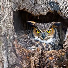 2,000+ vectors, stock photos & psd files. What Is An Owl