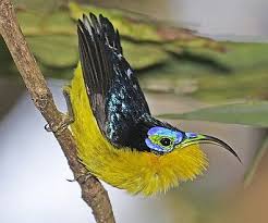 Madagascar Birding Lemur Watching Tour Report By Birdquest Splendidi Uccelli Uccelli Uccellini