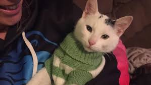 Fundraiser for Chelsea Reschke by Mallory Scopano : Save Steve French