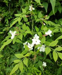 Image result for Jasminum