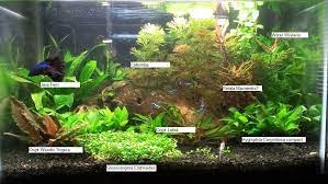Planted Tank Show And Tell Page 53 Freshwater Aquarium Plants Betta Aquarium Planted Betta Tank