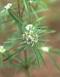 Image result for Spermacoce deserti