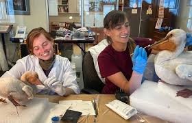 Birds of a feather flock together! Liatte Dotan (left), class of 2022, is  spending her third year with Fran Ritchie (right), class of 2013, at the  National Park Service's Harpers Ferry Center!