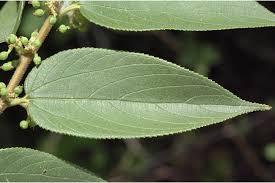 Image result for Trema sp A