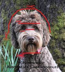 Buy the best manual, automatic and capsule coffee machines in australia online or in store from the good guys. 26 Labradoodle Grooming Ideas Labradoodle Grooming Grooming Labradoodle