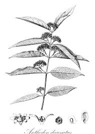 Image result for Allocassine laurifolia
