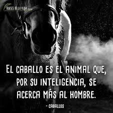 Tenemos algunas para ti que podrás compartir y también enviarle a esa personas chidas frases chidas para fotos. 80 Frases De Caballos Poderosas Y Bellas Como Ellos Con Imagenes