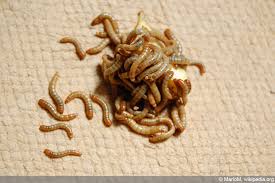 Sie sorgt für ruhe vor lauten nachbarn und schützt vor straßenlärm. Larven Und Wurmer Im Bett Bettkasten Woher Und Wie Bekampfen Hausgarten Net