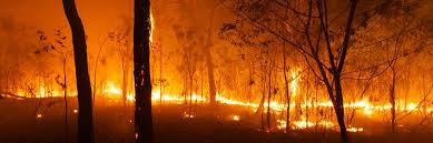 Mar 09, 2021 · a year after australia's wildfires, extinction threatens hundreds of species more than 500 species may now be endangered — or extinct — due to the natural disaster Attribution Of The Australian Bushfire Risk To Anthropogenic Climate Change World Weather Attribution