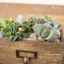 Image result for Aizoaceae