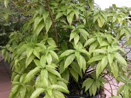 Image result for Pseuderanthemum