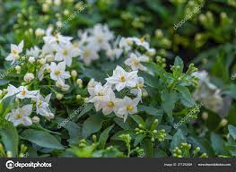 Image result for Solanum laxum