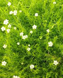 Image result for Sagina