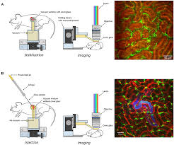 Comunicador de radio y tv. Frontiers High Resolution Intravital Imaging Of The Renal Immune Response To Injury And Infection In Mice Immunology