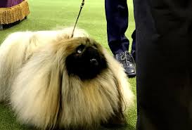 — westminster dog show (@wkcdogs) february 15, 2017. 2017 Westminster Dog Show Winners Simplemost