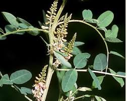 Image result for Indigofera antunesiana