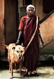 Cupa Blog 5 Jpg Street Dogs Wolf Dog Dog Adoption