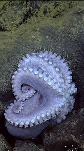 Image result for Hippocratea ritschardii