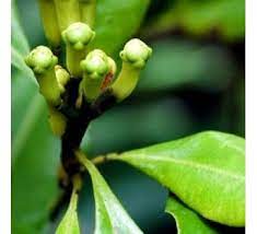 Lawang oil is produced from an ecologically sustainable, traditional process that has preserved the existance of this important species for hundreds of years. Clove Plant Lawang Laung Plant330