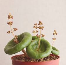 Top 10 Strangest House Plants Cool Plants Planting Succulents Unusual Plants