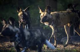 We did not find results for: Underdogs No More African Wild Dogs Make Comeback In Mozambique Csmonitor Com