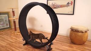 Cat toy lady 21.158 views8 months ago. Cat Exercise Wheel Kickstarter Video Youtube