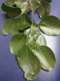 Image result for Intsia