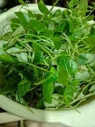 Image result for Peperomia pellucida