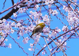 Weeping flowering cherry tree white. Cherry Blossoms Spring Flowers Japanese White Eye Bird Weeping Cherry Tree In 2016 3 Months Otsu City Yokosuka Kanagawa Pikist
