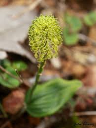 Image result for Malaxis schliebenii