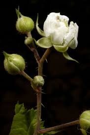 Image result for Rubus steudneri