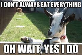 Happy Thanksgiving Time To Eat Everything Just Like The Goats Do Goats Funny Funny Goat Memes Funny Animal Pictures